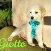 Giotto: cucciolo maschio mix breton  0