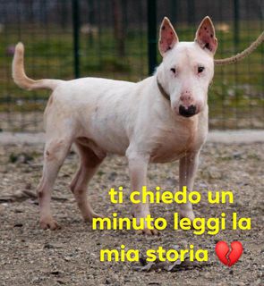 Adozione Gratuita  TACO BULL TERRIER 9 ANNI  Cane bull terrier Maschio