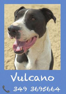 Come adottare Vulcano cane divertente Cane molosso Maschio Ancona