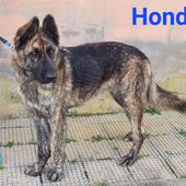 Hondo: giovane maschio simil pastore olandese