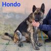 Hondo: giovane maschio simil pastore olandese  0