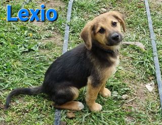Adozione Lexio: cucciolo maschio simil segugio  Cane simil segugio Maschio