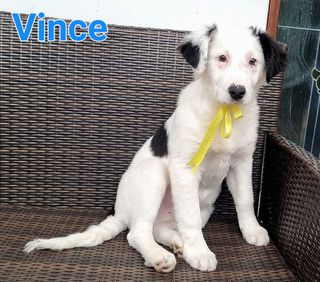 Adozioni Vince: cucciolo maschio simil pastore maremmano Cane simil maremmano Maschio