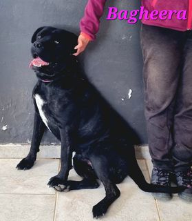 Adozione Bagheera: giovane femmina simil corso Cane cane corso Femmina