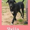 Stella 18 mesi taglia media  0