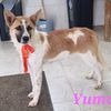Yuma: giovane femmina taglia media  0