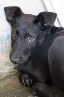 Adozioni MADAME nera come l’ebano nata a dicembre 2022 Cane cane Femmina Vicenza