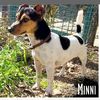 Minni, dolcissima cagnolina(Jack Russel)cerca amor  0