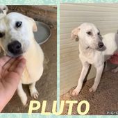 Pluto cucciolotto di 9 mesi adozione saltata