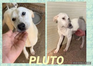 Adozioni Pluto cucciolotto di 9 mesi adozione saltata Cane meticcio Maschio