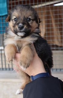 Come adottare LIRA, taglia medio-contenuta nata a marzo 2023 Cane cane Femmina Treviso