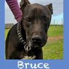 Bruce 2 anni  0