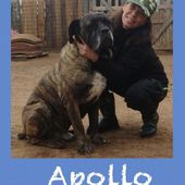 Apollo misto bullmastiff/corso a pelo raso 7 anni