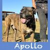 Apollo misto bullmastiff/corso a pelo raso 7 anni  0