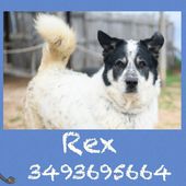 Rex 6 anni, taglia grande,pacato docile,affettuoso