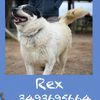 Rex 6 anni, taglia grande,pacato docile,affettuoso  0