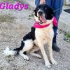 Gladys: giovane femmina simil border collie  0