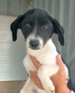 Adotta NINA bellissima cucciolotta di 3-4 mesi Cane cane Femmina Treviso
