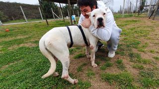 Annuncio Tito, dogo argentino, 7 anni, maschio castrato Cane dogo argentino Maschio