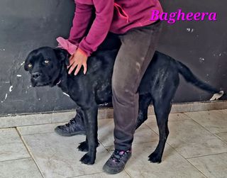 Come adottare Bagheera: giovane femmina simil corso Cane cane corso Femmina