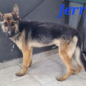Jerry: giovane maschio simil pastore tedesco
