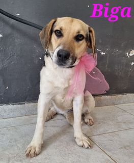 Adozione Gratuita Biga: giovane femmina simil beagle Cane simil beagle  Femmina