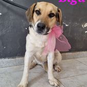 Biga: giovane femmina simil beagle