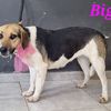 Biga: giovane femmina simil beagle  0