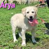 Arya: cucciola femmina mix golden retriever setter  0