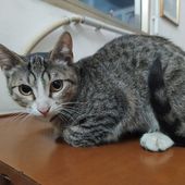 PALLINA, cucciolo gatto femmina, 7 mesi