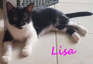 Adotta MICIA LISA che spettacolo di gattina! Gatto gatto Femmina Treviso