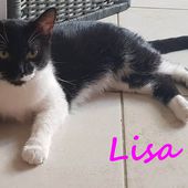 MICIA LISA che spettacolo di gattina!