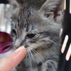 Gattino grigio in adozione  0
