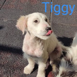 Come adottare TIGGY,un dolcissimo cucciolo Cane meticcio Maschio