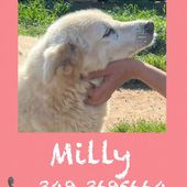 Milly simpatica cagnolina supercoccolosa