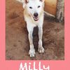 Milly simpatica cagnolina supercoccolosa  0