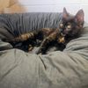 Meravigliosa gattina tartarugata di 2 mesi  0