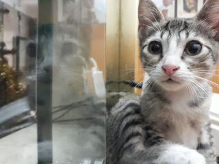 Adozione Pallina, 6 mesi, cucciolo gatto femmina Gatto europeo Femmina