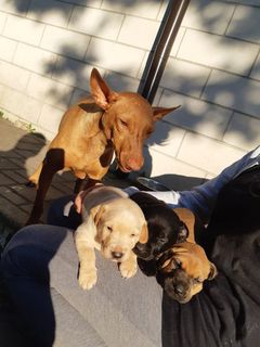 Adozioni Mamy e 3 cuccioli in cerca di casa Cane cerneco  Femmina