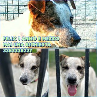 Adozioni Felix cucciolone di 1 anno e mezzo buonissimo Cane meticcio Maschio
