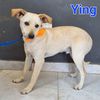 Ying: cucciolo maschio simil jack russell  0