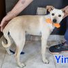 Ying: cucciolo maschio simil jack russell  0