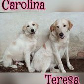 Carolina e teresa cucciole di poco più di un anno 