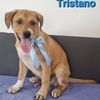 Tristano: cucciolo maschio simil labrador  0