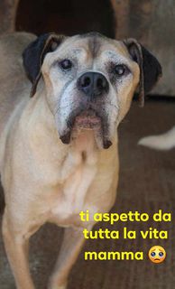 Come adottare ETTORE SIMIL CANE CORSO ITALIANO 30 KG ANZIANO Cane cane corso Maschio