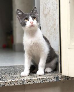 Come adottare MICINO TOMMY Gatto europeo  Maschio