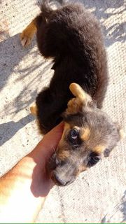 Adozione Meravigliosa cucciola cerca casa  Cane simil pastore tedesco  Femmina