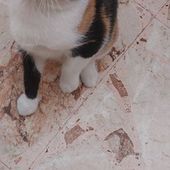 Ambra bellissima gattina tricolore 