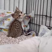 Fragolina cucciola di gattina femmina in adozione