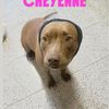 Cheyenne pitbull dolcissima   2
